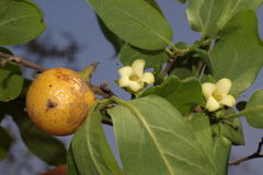 Diospyros montana